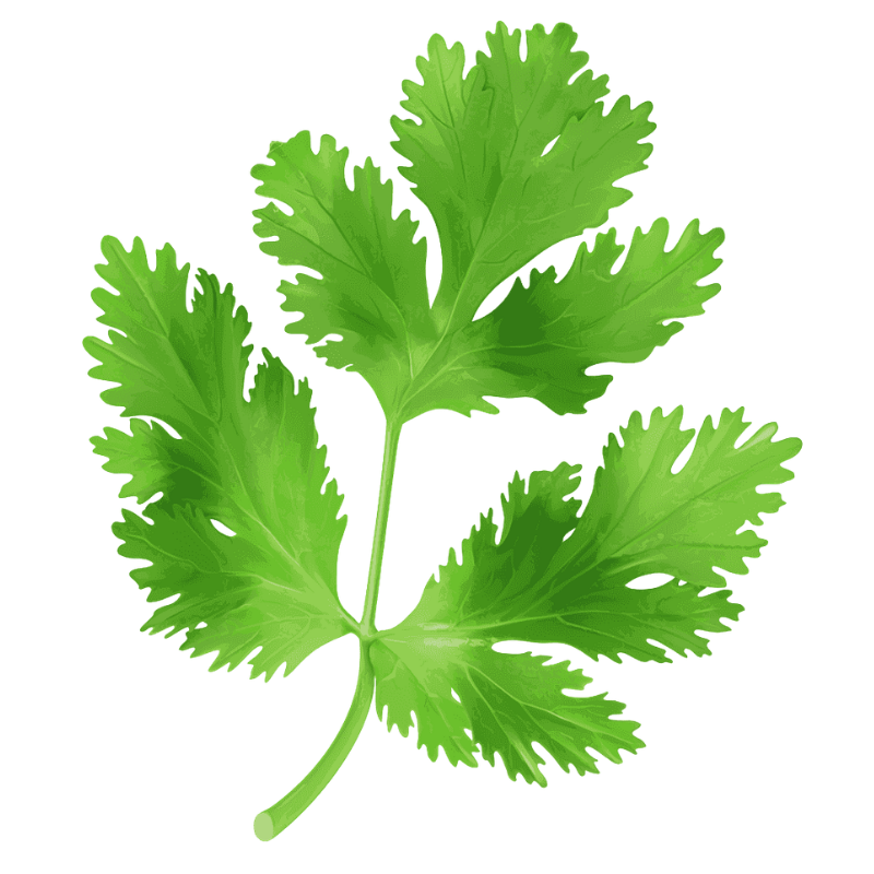 Coriander - REPLACE